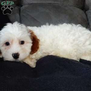 Chester, Cavapoo Puppy